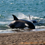 Península Valdés: por qué es uno de los mejores momentos del año para ver a las orcas