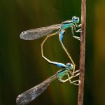 Los amantes del mundo de la entomología tienen una cita en Cogolludo de la mano de SEACAM
