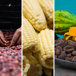 Café, cacao y maíz, tres joyas gastronómicas de Centroamérica y República Dominicana
