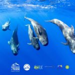 Santiago del Teide se reafirma como uno de los destinos mejor valorados para el avistamiento de cetáceos